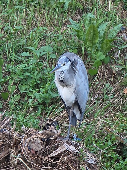 A bird standing on a nest in a grassy area. 1