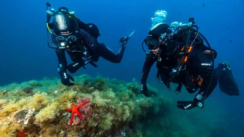 Two scuba divers exploring an underwater reef with a prominent red starfish. 2