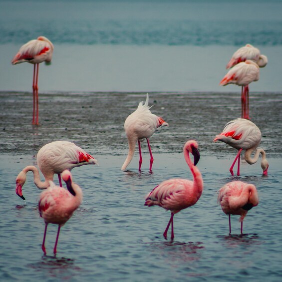 Un groupe de flamants roses se tient dans une eau peu profonde. 1