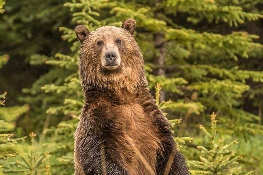 Un oso en un área boscosa con follaje verde y árboles. 2