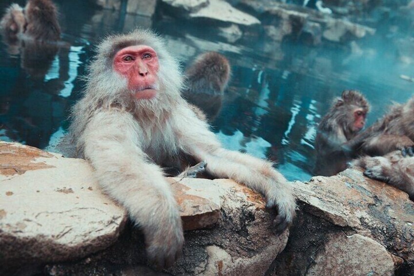 Private Luxury Day Tour to Nagano Snow Monkeys and Zenkoji Temple 3