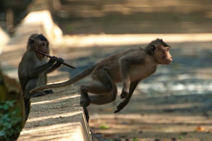 Private Luxury Day Tour to Nagano Snow Monkeys and Zenkoji Temple 4