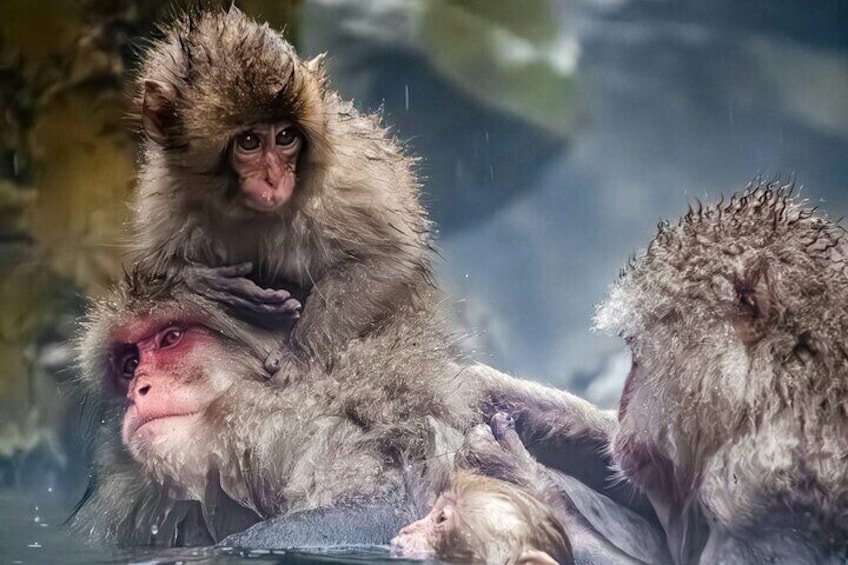 Private Luxury Day Tour to Nagano Snow Monkeys and Zenkoji Temple 5
