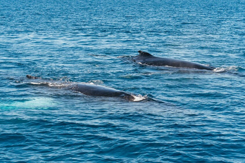 Two whales swimming in the ocean. 4