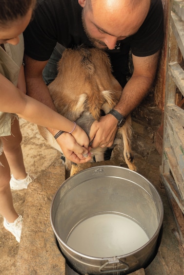 A person milking a cow into a metal container. 5
