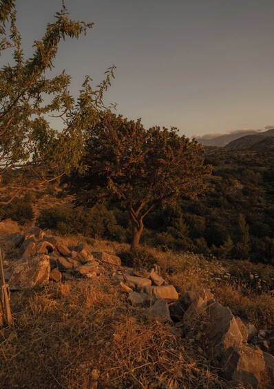 A solitary tree on a rocky hillside with a backdrop of hills and a clear sky. 1