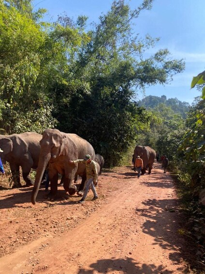 A dirt path with elephants and people. 5
