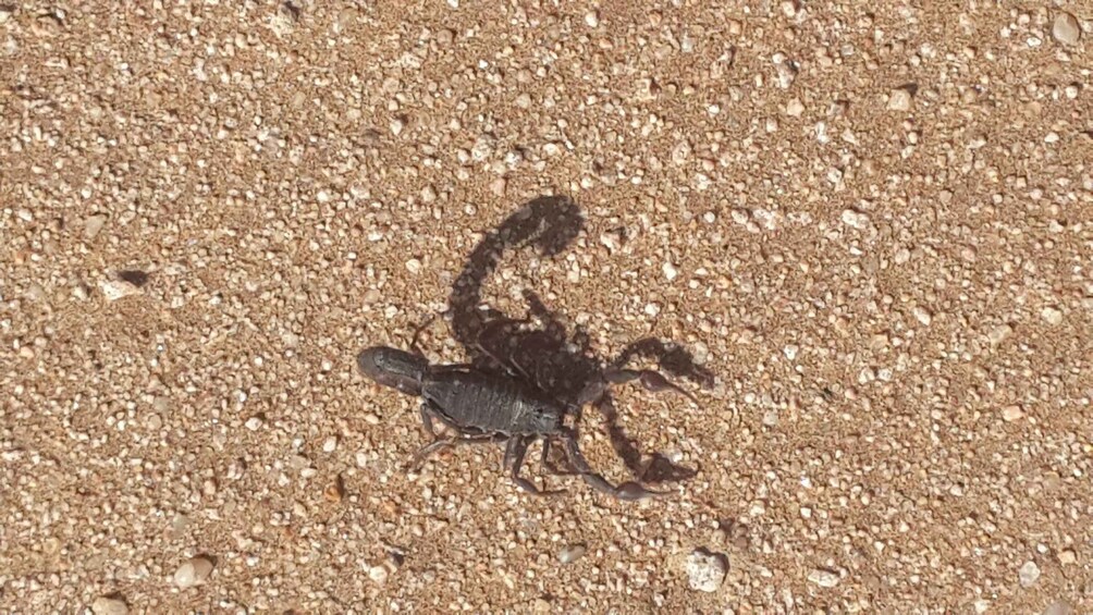 A scorpion on a sandy surface. 5