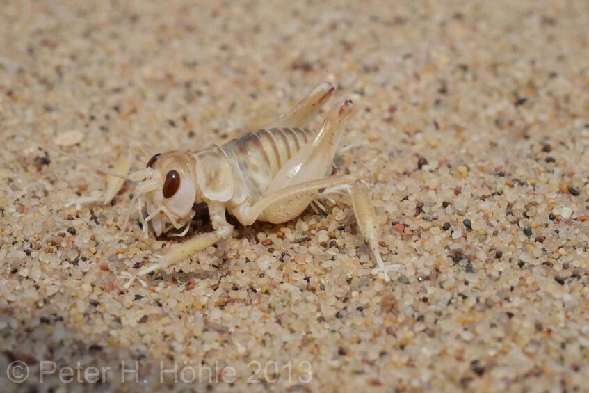 A grasshopper on a sandy surface. 2