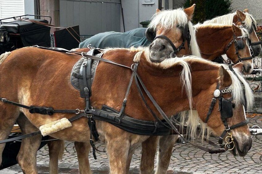Two horses harnessed to a carriage on a cobblestone street. 3