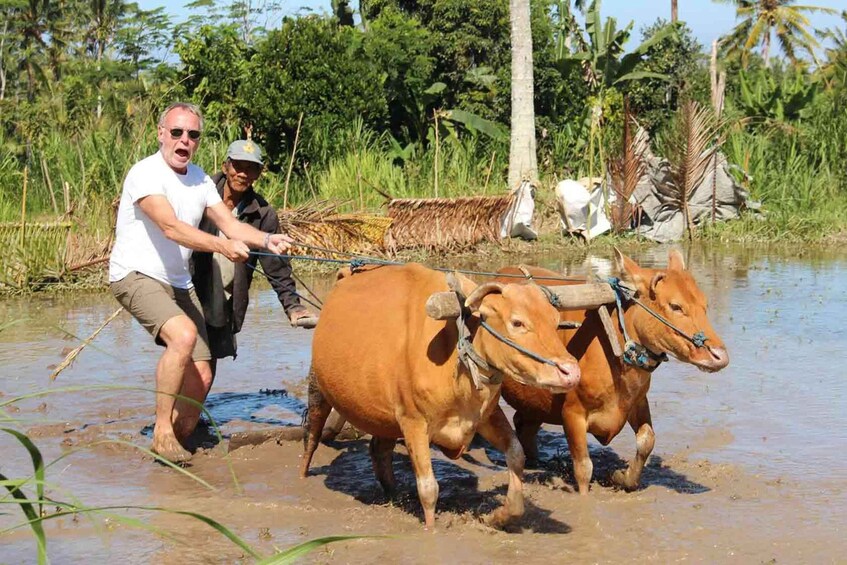 Two oxen pulling a plow through a muddy field with a person guiding them. 1