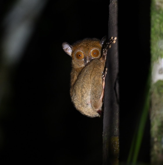 A nocturnal animal with large eyes perched on a branch. 1
