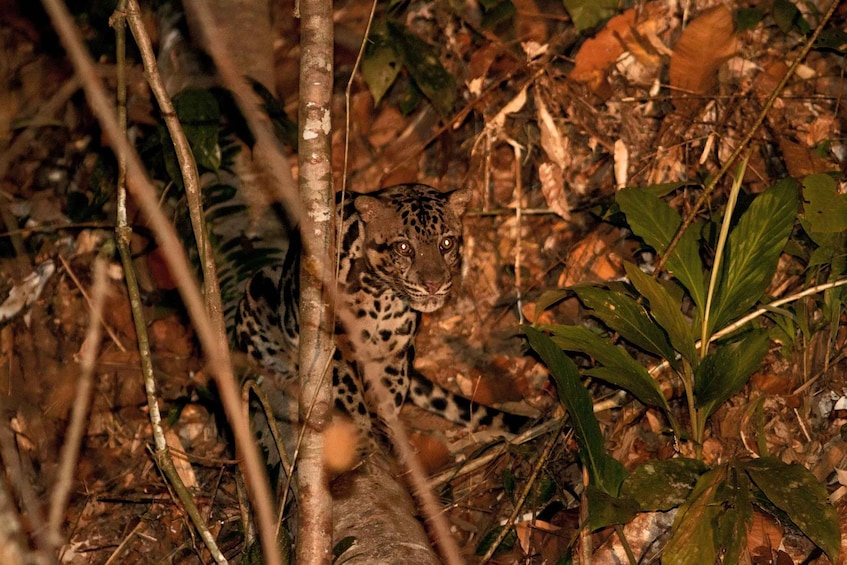 A leopard in a forested area with dense foliage and a fallen tree trunk. 2
