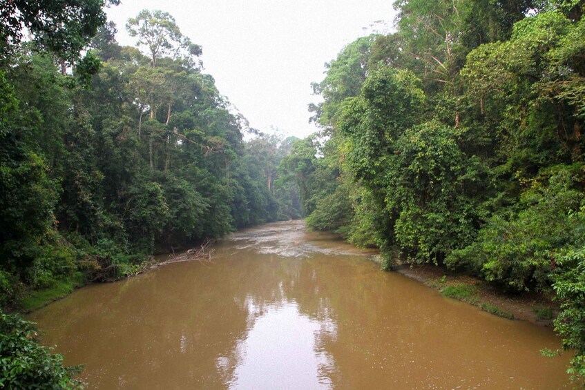 A river surrounded by dense forest. 4