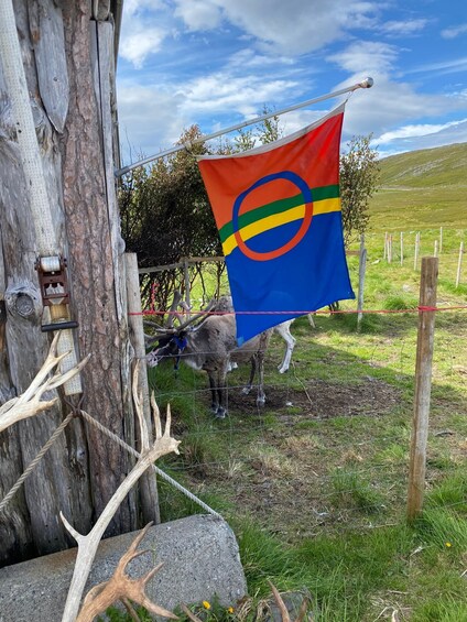 A flag with a blue field and a red and yellow circle, a wooden fence, and a reindeer in a grassy field. 1