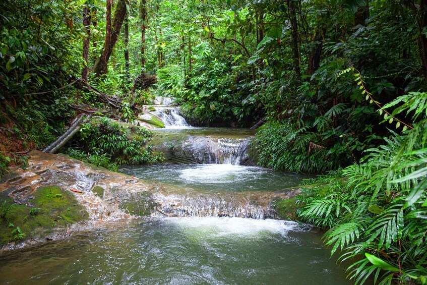 A forest stream with cascading water over rocks, surrounded by dense green foliage. 2