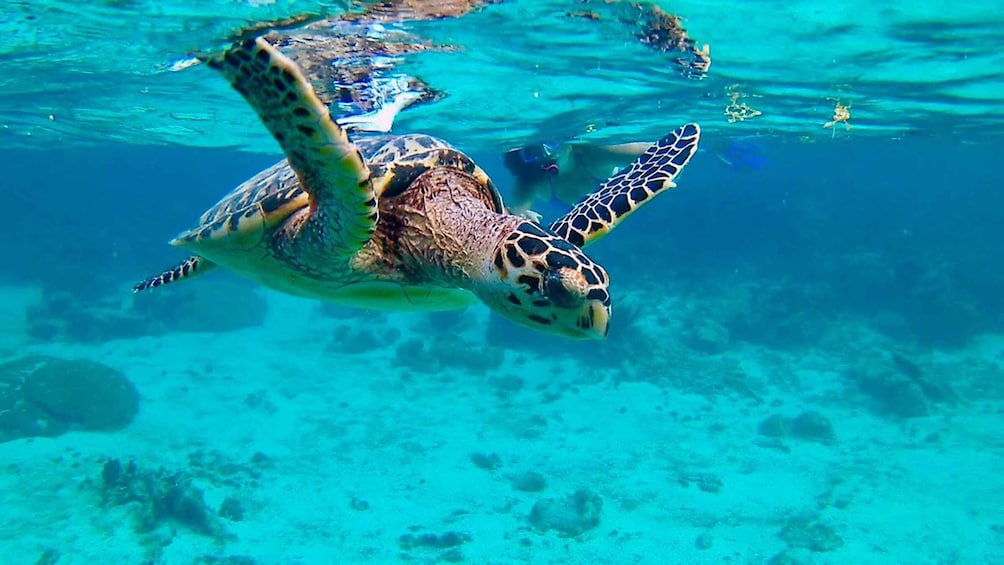 From Caye Caulker: Marine Reserve Snorkeling Tour 1