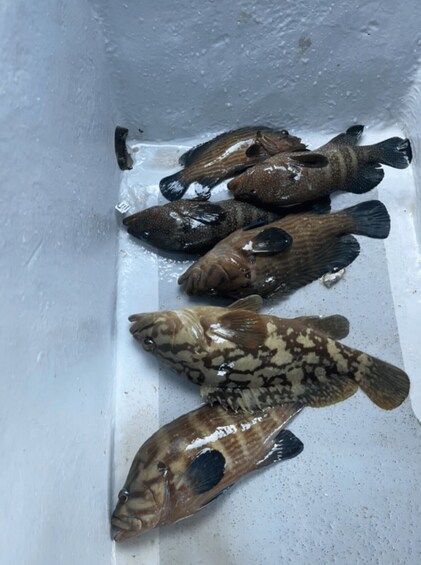 Picture 16 for Activity Langkawi: Snorkeling Trip , Fish Feeding & Fishing Activity 5