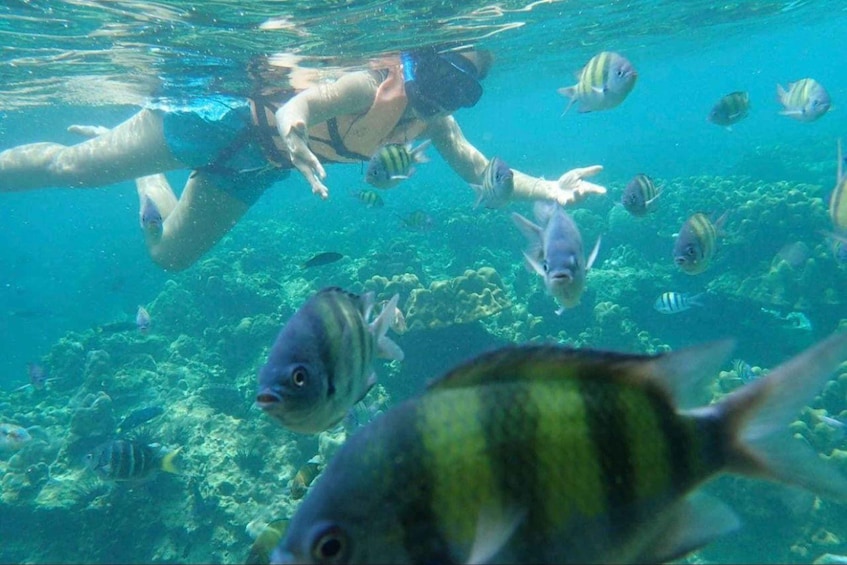 A person snorkeling underwater surrounded by various fish. 1