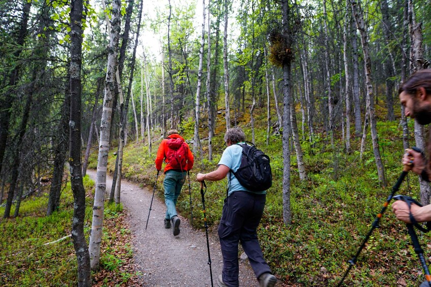 Hikers on a forest trail with birch trees. 5