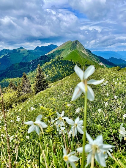 A mountainous landscape with white flowers in the foreground and green hills in the background. 5