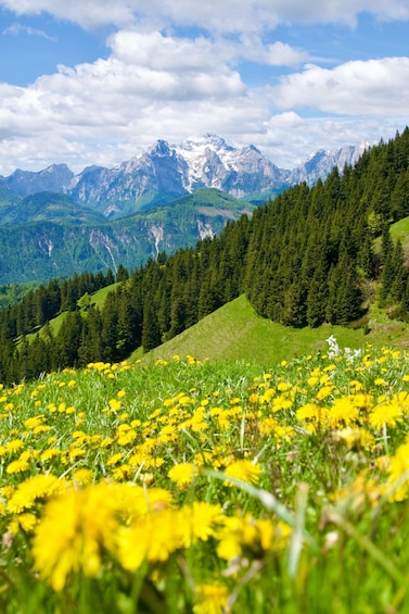 A mountainous landscape with a field of yellow flowers in the foreground and snow-capped peaks in the background. 2