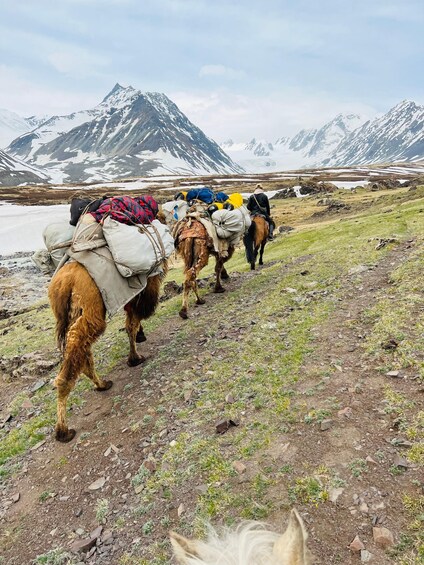 A line of pack animals with loads, walking on a dirt path with snow-capped mountains in the background. 2