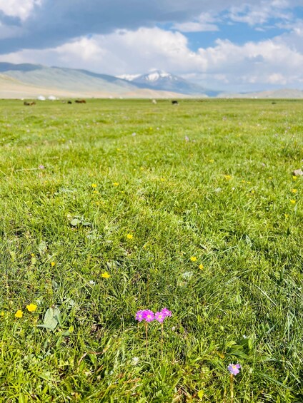 A grassy field with wildflowers and distant mountains under a partly cloudy sky. 1