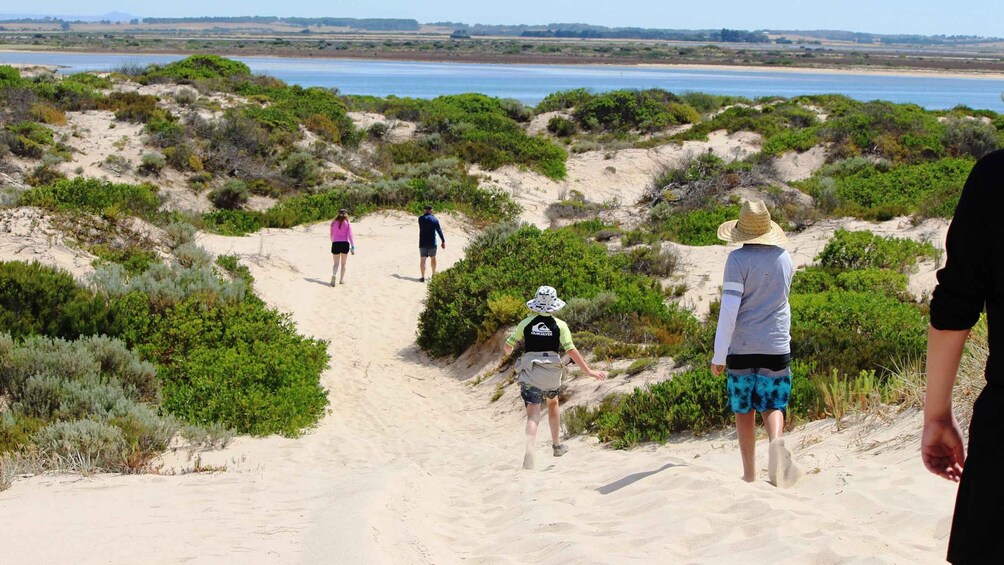 Picture 9 for Activity 6 hour Murray Mouth Kayaking & Peninsula Beach Walk & Lunch 2