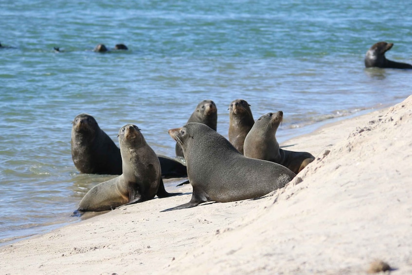 A group of seals on a sandy beach by the water. 4