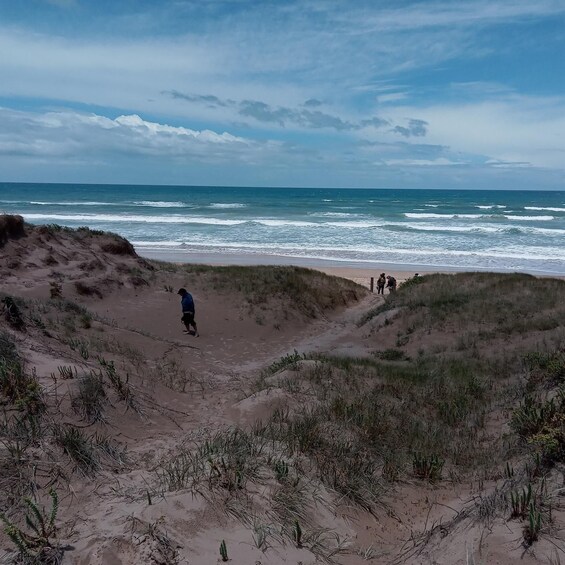 A beach with dunes and the ocean. 5