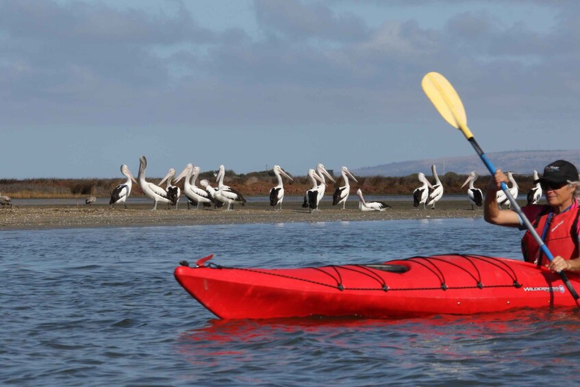 A person kayaking on calm water with pelicans on the shore. 1