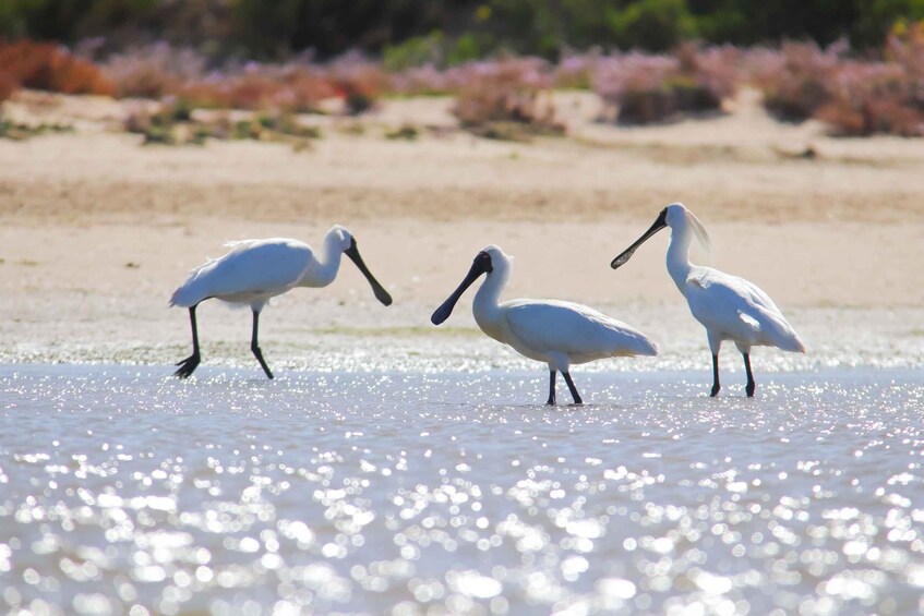 Three white birds standing in shallow water with a sandy beach and pink vegetation in the background. 3