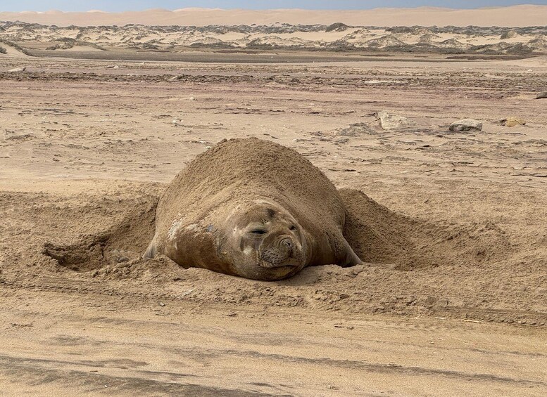 Picture 6 for Activity Walvis Bay: 4-Day Desert, Ocean, and Adventure Tour 3