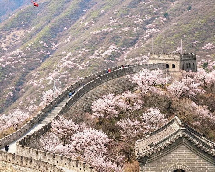 The Great Wall of China with cherry blossoms in bloom. 5
