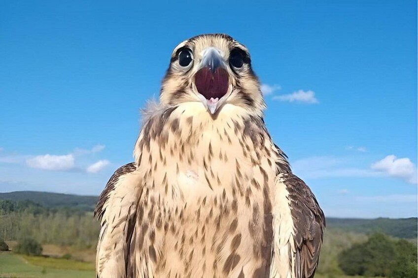Un oiseau de proie, le bec grand ouvert, se dressant sur fond de ciel bleu clair et de paysage verdoyant. 4
