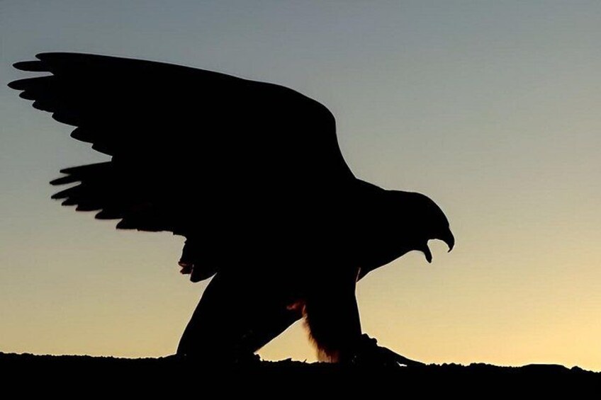 La silhouette d’un grand oiseau de proie, peut-être un aigle, les ailes déployées, se découpant sur un ciel dégagé. 2