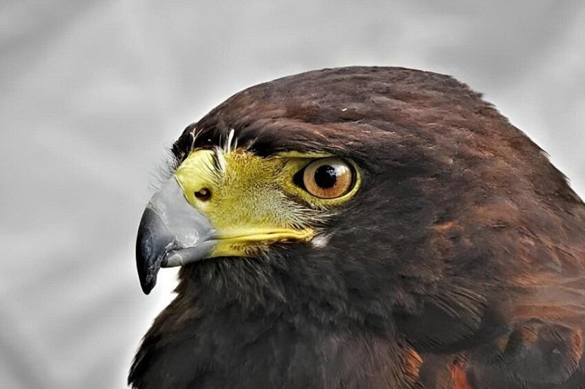 Un gros plan d’un oiseau de proie, avec un bec acéré et des yeux perçants. 3