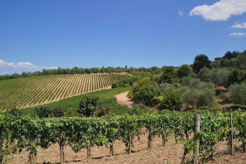 A vineyard with rows of grapevines and a dirt path. 4