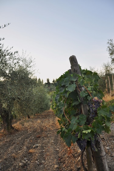 A vineyard with rows of grapevines and a wooden post with a bunch of grapes. 3