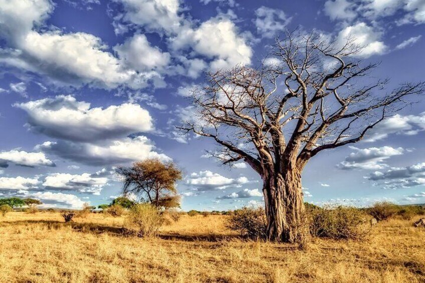 Un árbol solitario en una pradera seca con cielo despejado. 2