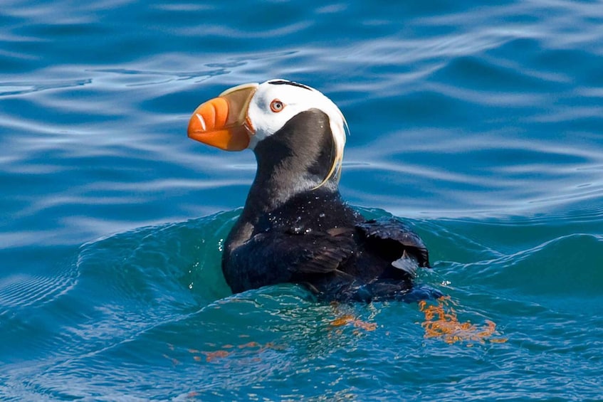 A puffin swimming in the ocean. 2