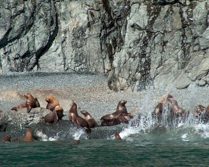 A group of sea lions on rocks by the water. 3