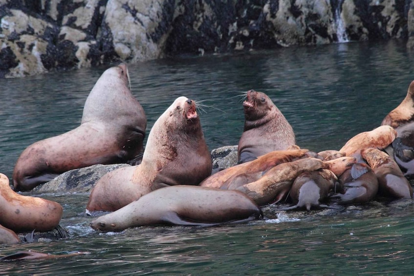 A group of seals resting in a body of water with rocky terrain in the background. 5