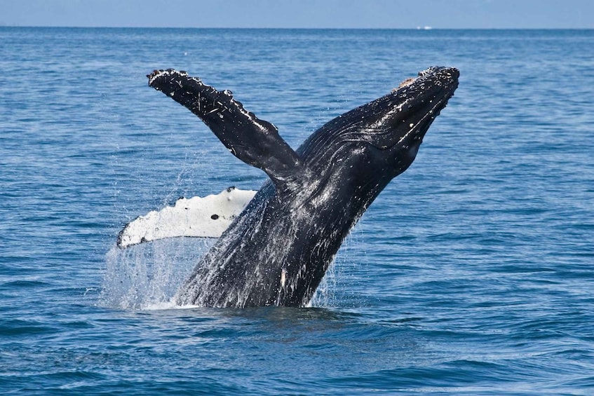 A humpback whale breaching with its tail flukes above water. 4