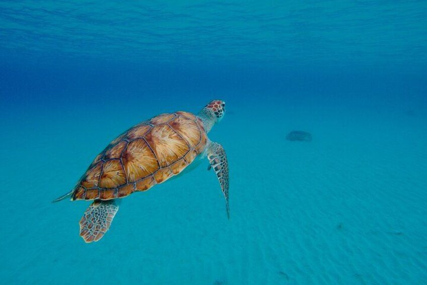 A sea turtle swimming in clear blue water. 3