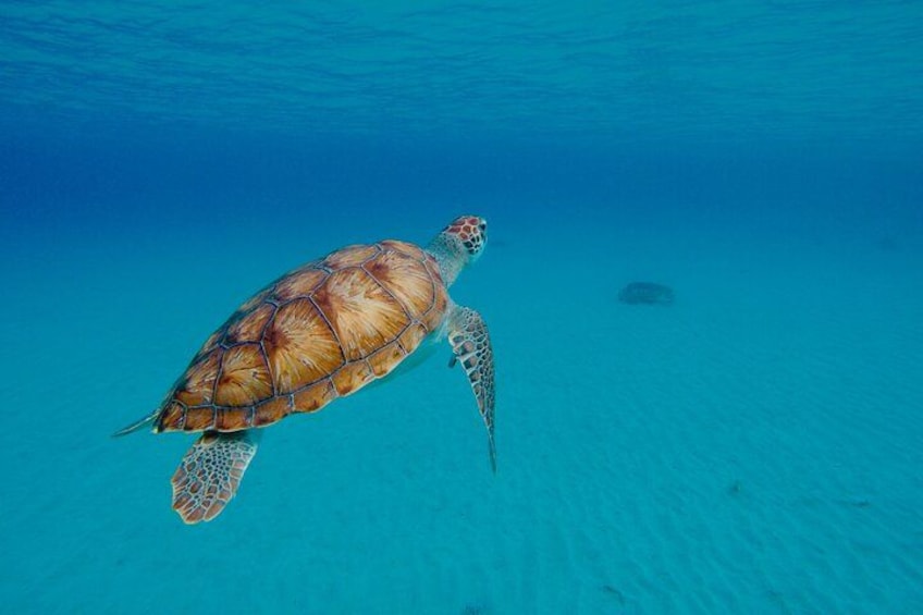 Une tortue de mer nageant dans une eau bleue et limpide. 2