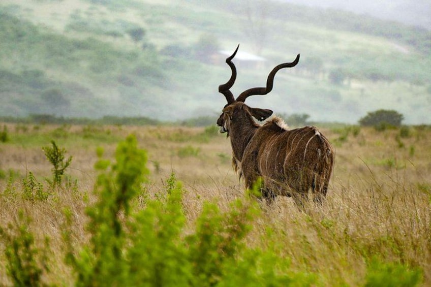 A kudu in a grassy field with rolling hills in the background. 3