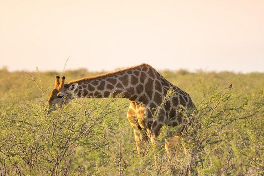 A giraffe grazing in a grassy field. 2