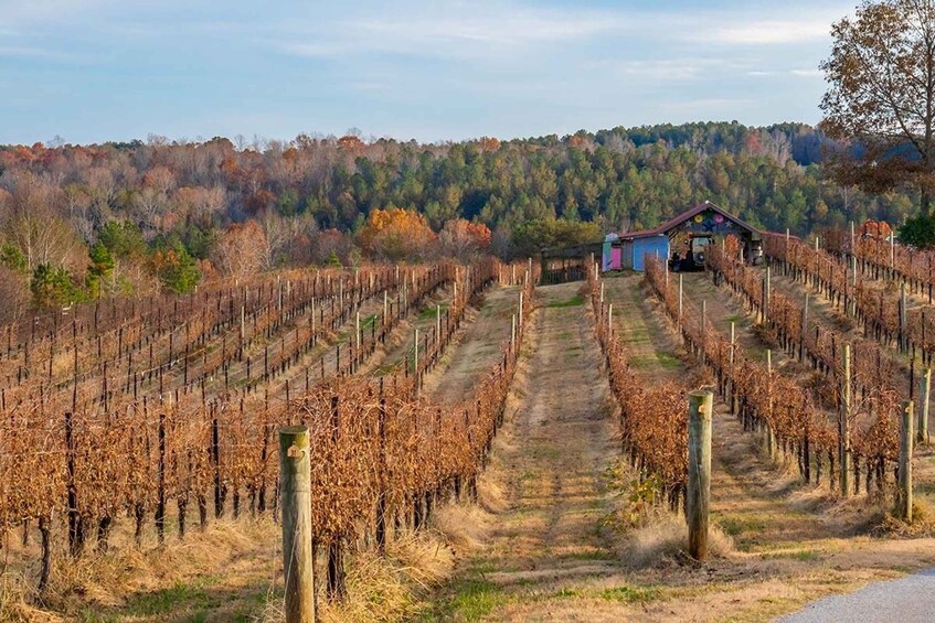 A vineyard with rows of grapevines and a small building in the distance. 2